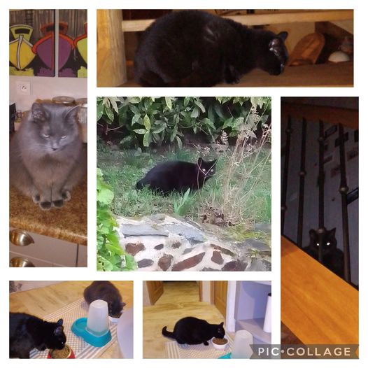 Pirate, chat noir câlin et causant, Naala, chatte noire, craintive au premier abord puis se laisse flatter et Calypso, chatte douce et gourmande.