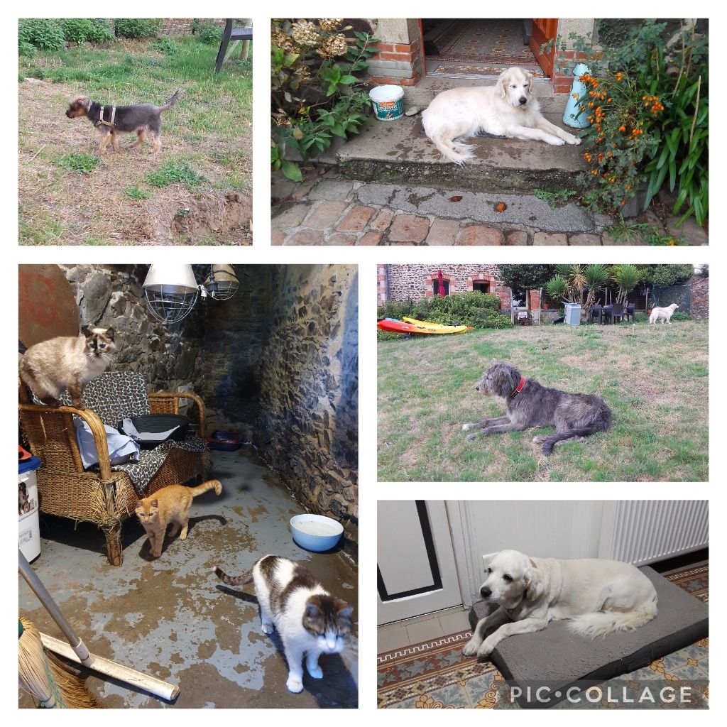 Du plus petit à la plus grande, chats et chiens, tous hyper sympa !!!
Côté chien, nous avons Choupy, Jana, Nova et Rodleen.
Côté chats, nous avons Chaomie, Tyboon coco, Gana et Gros chat.
Ronron, gratouilles et grosses caresses