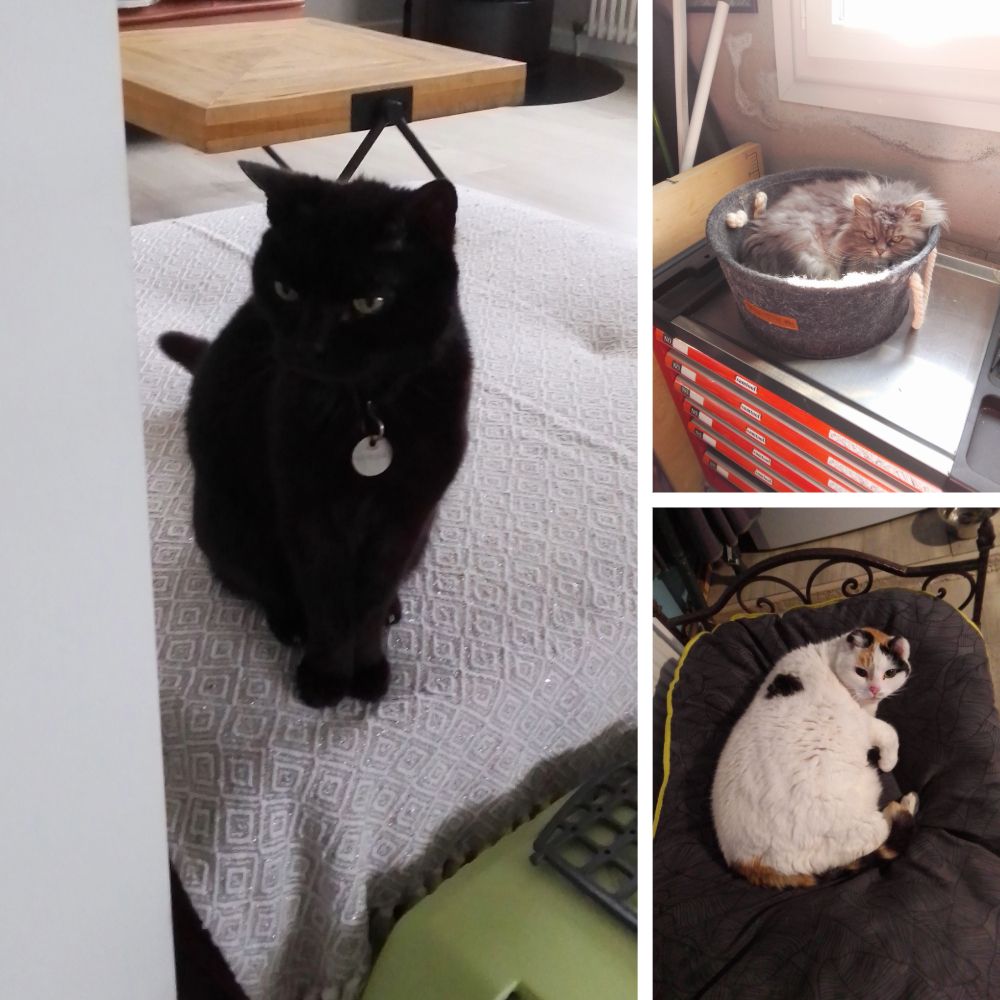 Gadji, dans son panier au soleil,
Pumba blanche, sur son lit, quelle vie de chat !!!
Pumba noire, la câline,
ADORABLES !!!!!