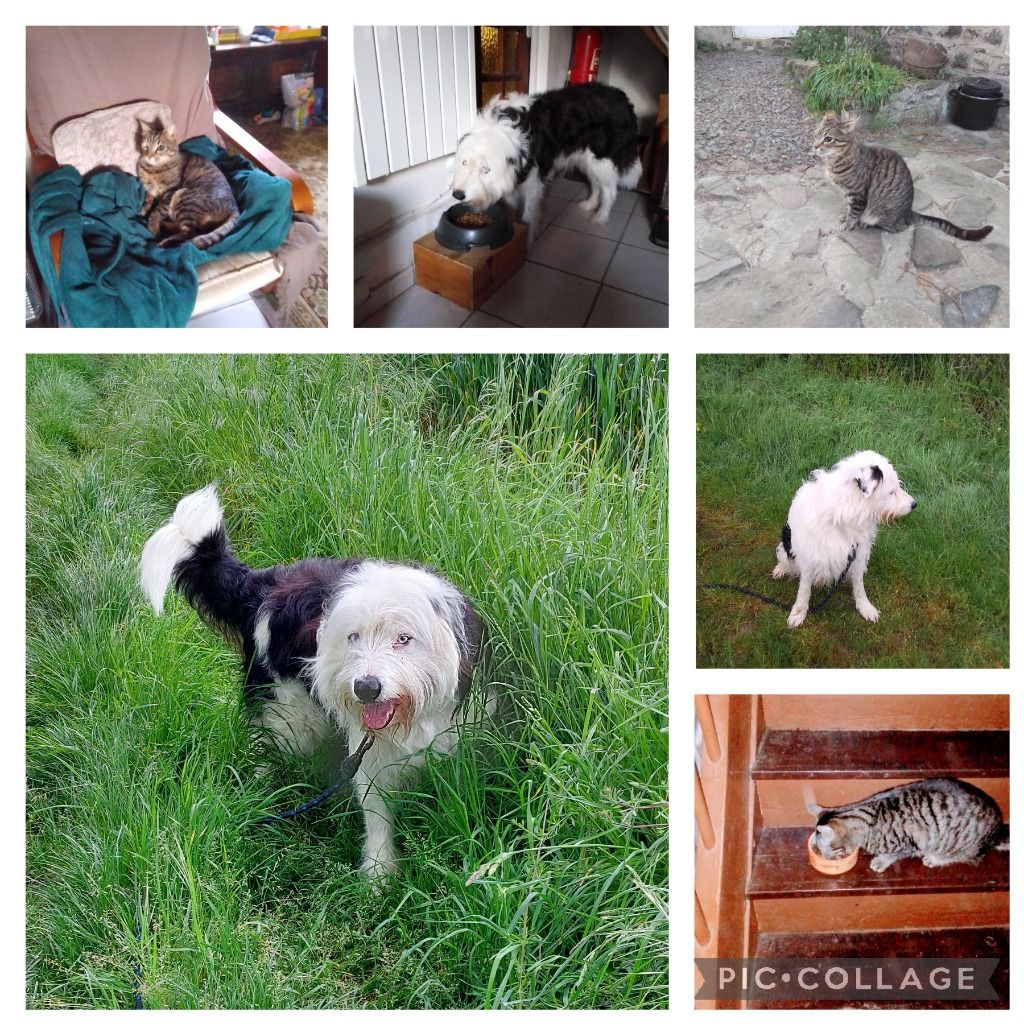 Hadü, multi pures races, chien dynamique qui adore les gratouilles et Chef, chat bien dans ses pattes !!