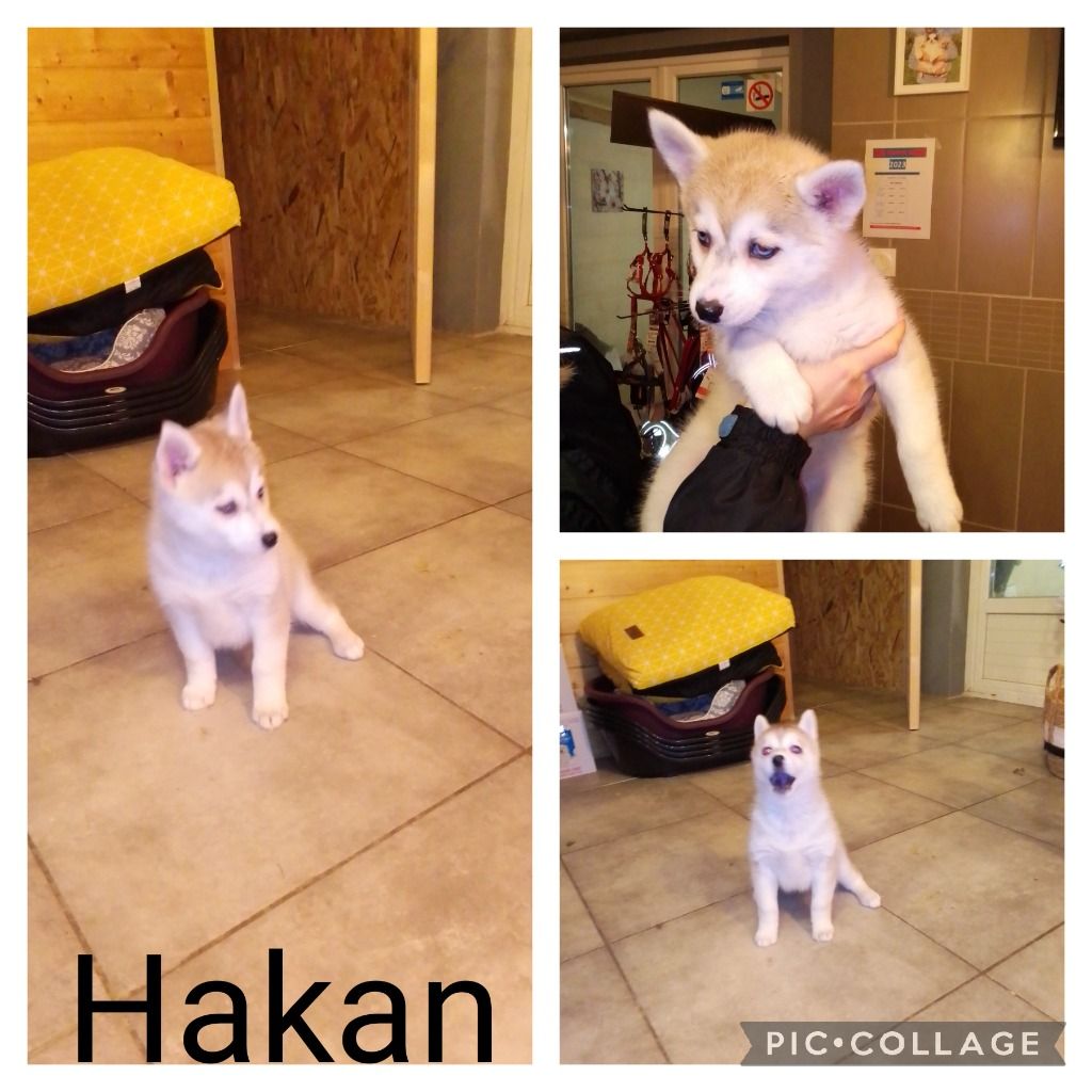 Hakan
Parti de Bretagne pour rejoindre sa famille en Corse. En grand voyage pour un petit bout de chien !! Adorable !!!