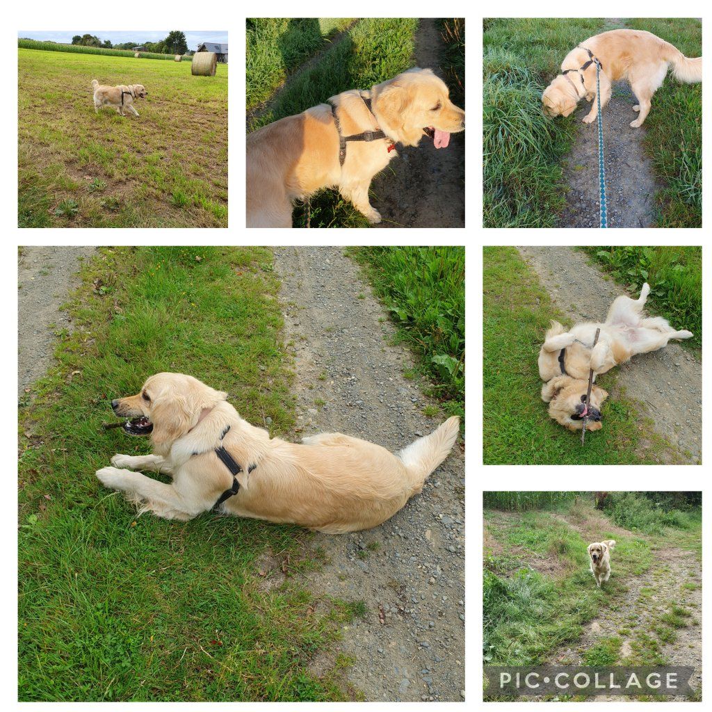 SOOKAH : courir dans les chemins et champs, truffe au sol à sentir toutes les odeurs et grattage de dos :)